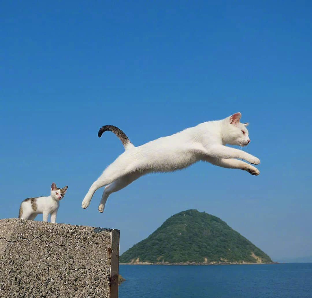 放逐之城：猫咪的天堂，人类的地狱