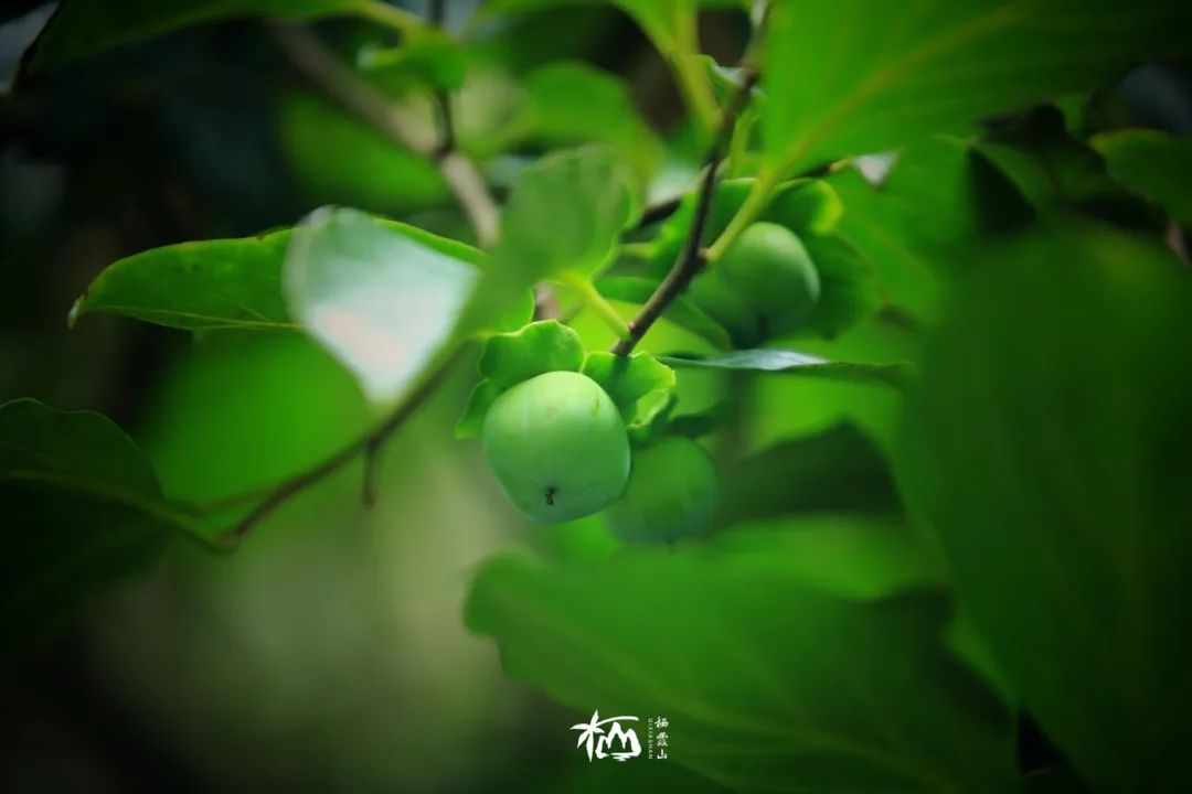飞蓬随风_飞蓬草图片_飞蓬大将军