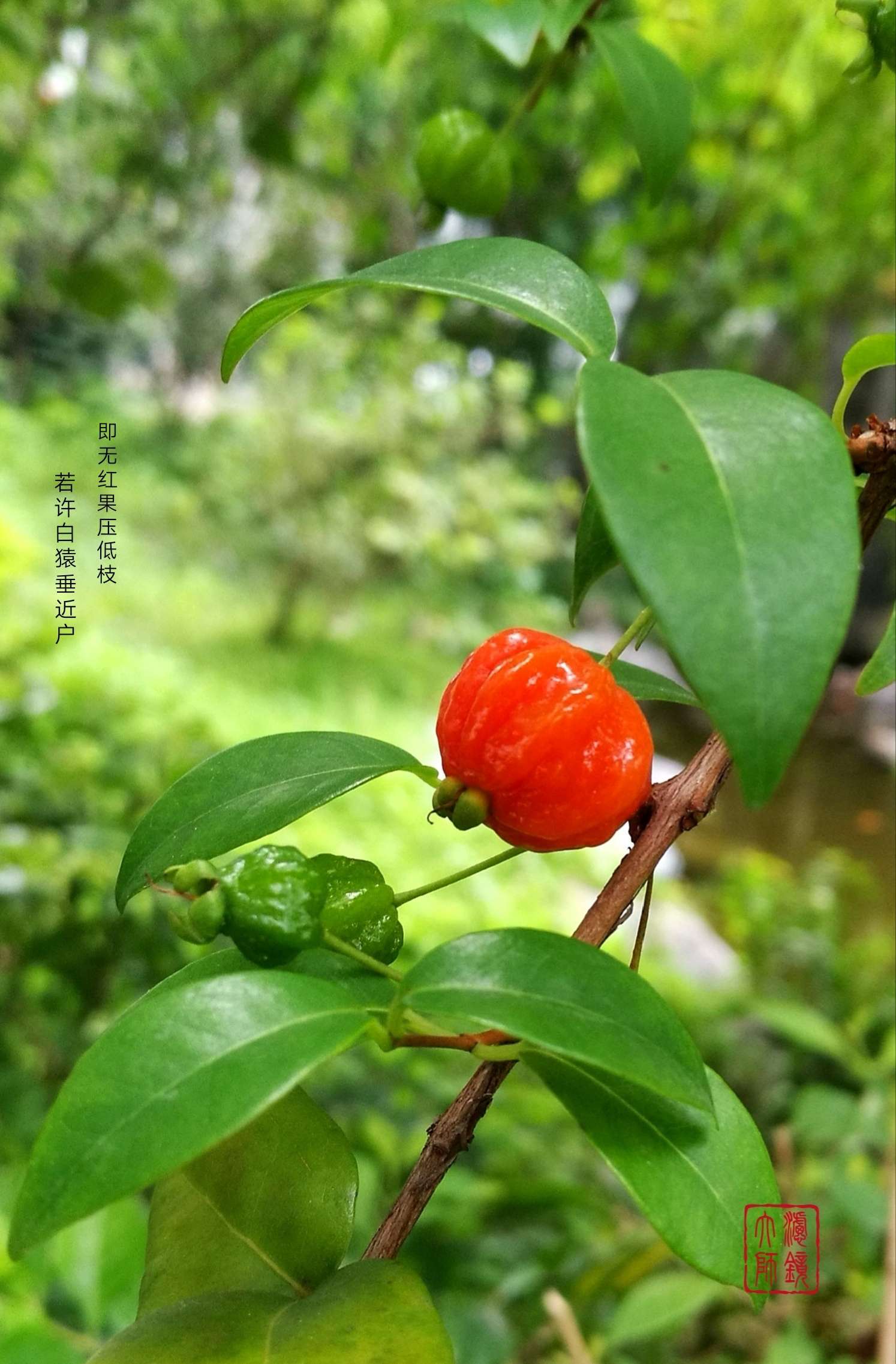 飞蓬草图片_飞蓬大将军_飞蓬随风