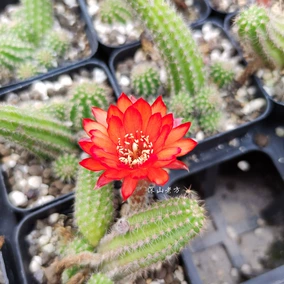 新水浒q传:星灵繁殖无限! 新水浒q传:星灵繁殖无限!
