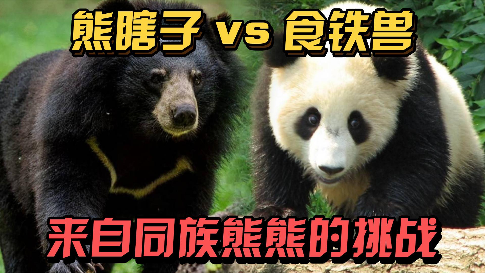 熊猫人御灵师好打么?_熊猫人驭灵师要哪个宝宝好_熊猫师打御灵好人是谁