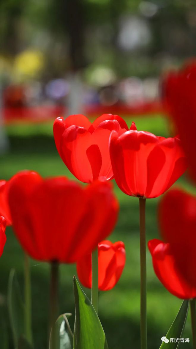 万花_万花筒写轮眼_万花镜