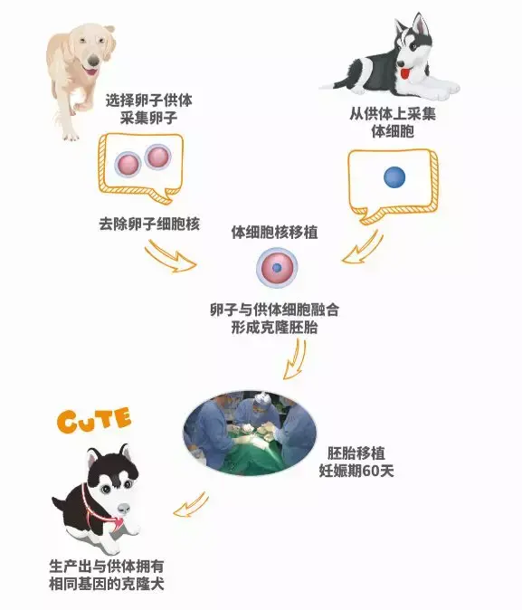 克隆动物手机游戏下载免费_克隆动物最新消息_克隆动物的图片大全