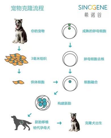 克隆动物最新消息_克隆动物的图片大全_克隆动物手机游戏下载免费