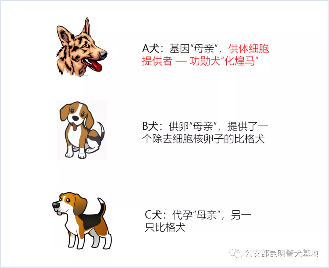 克隆动物最新消息_克隆动物手机游戏下载免费_克隆动物的图片大全