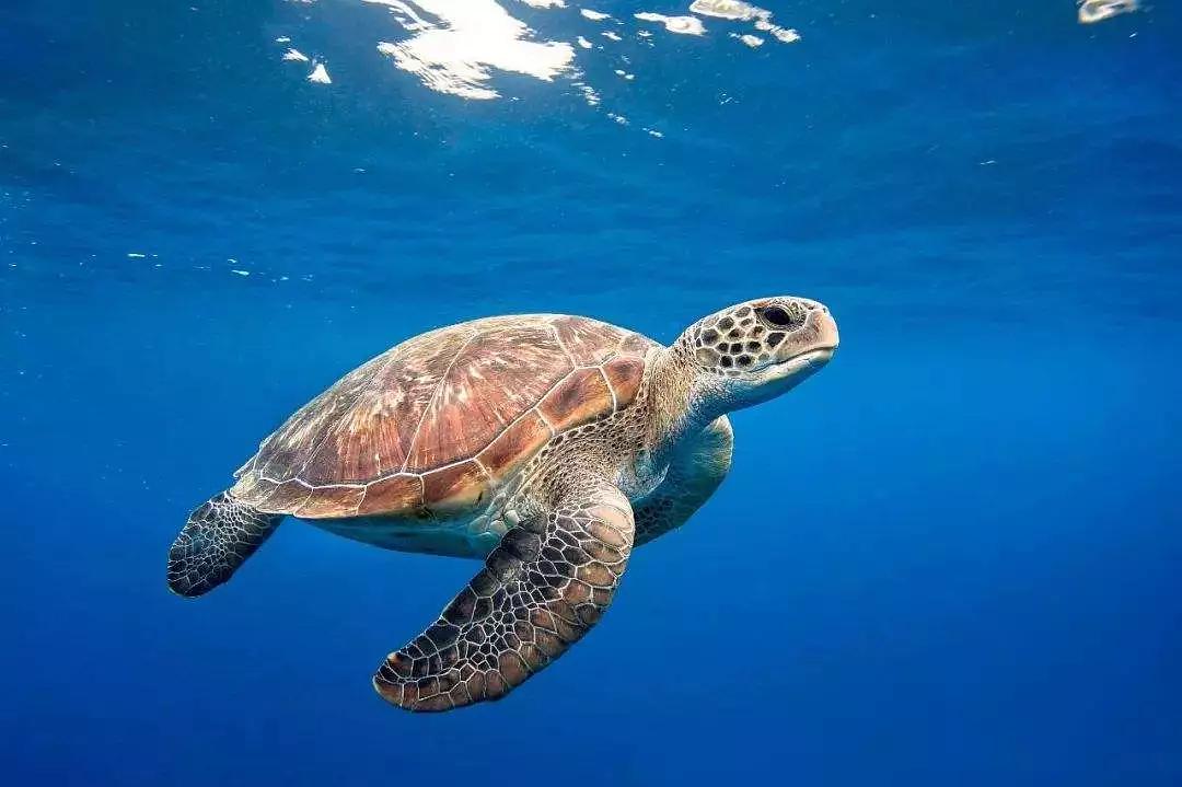 海龟汤是手机游戏游戏_海龟汤游戏软件_小游戏海龟汤