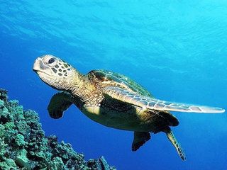 小游戏海龟汤_海龟汤游戏软件_海龟汤是手机游戏游戏
