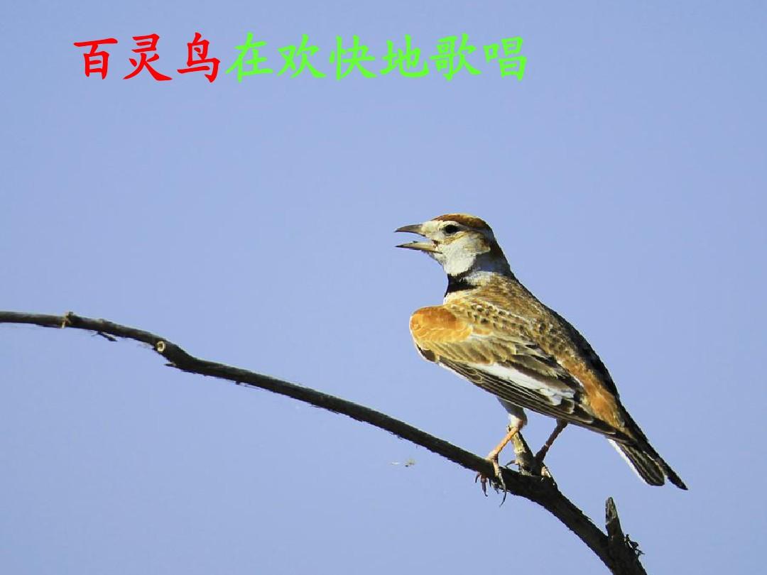 云雀乃爱_云雀爱叫吗_云雀爱吃什么