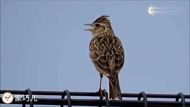 云雀爱吃什么_云雀乃爱_云雀爱叫吗