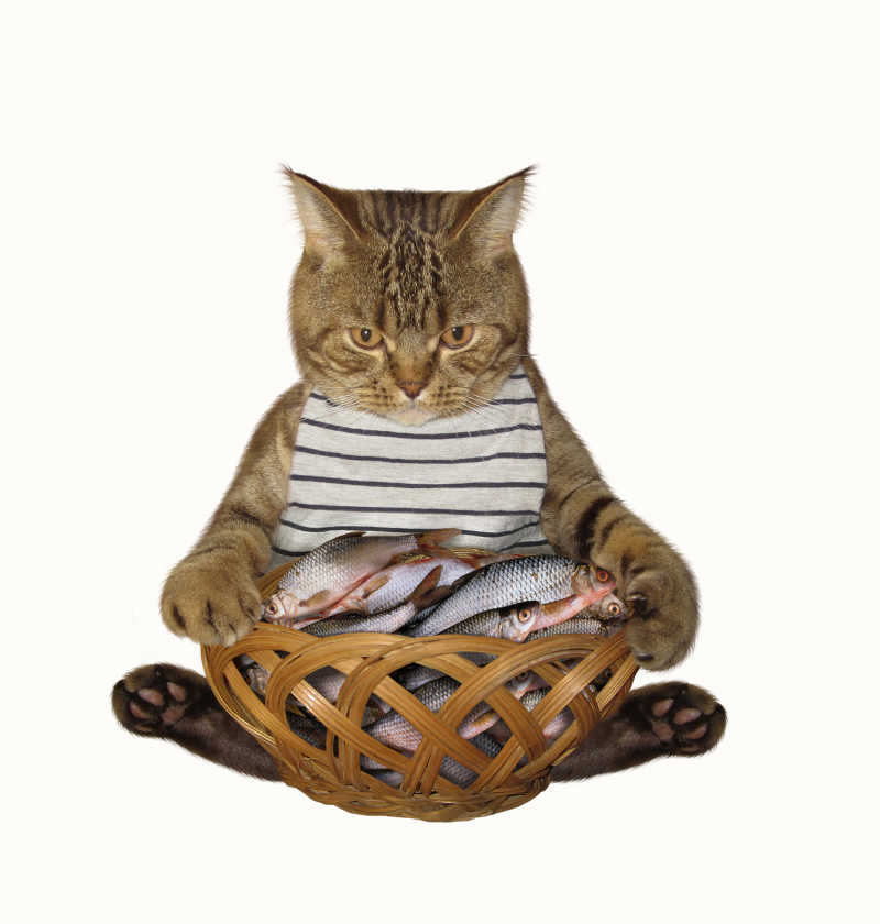 猫捉鱼的游戏叫什么_猫咪抓鱼的手机游戏叫什么_猫咪抓鱼的游戏叫什么