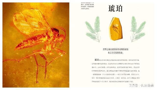 阿什拉_阿什拉猫_阿什拉