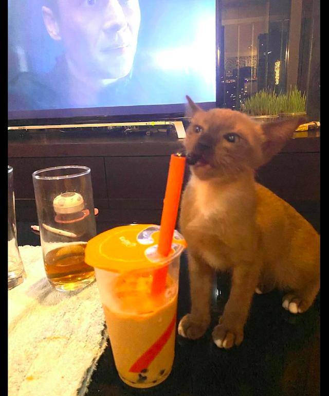 猫玩华为手机游戏_猫玩的手机游戏叫什么_猫玩平板游戏