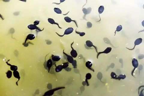 小蝌蚪影视免费版下载安装 