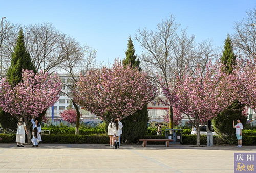 樱花校园二次元恋爱樱花校园二次元恋爱2024 