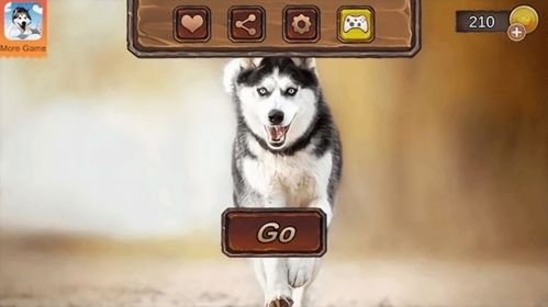 哈士奇萌宠屋  哈士奇萌宠屋